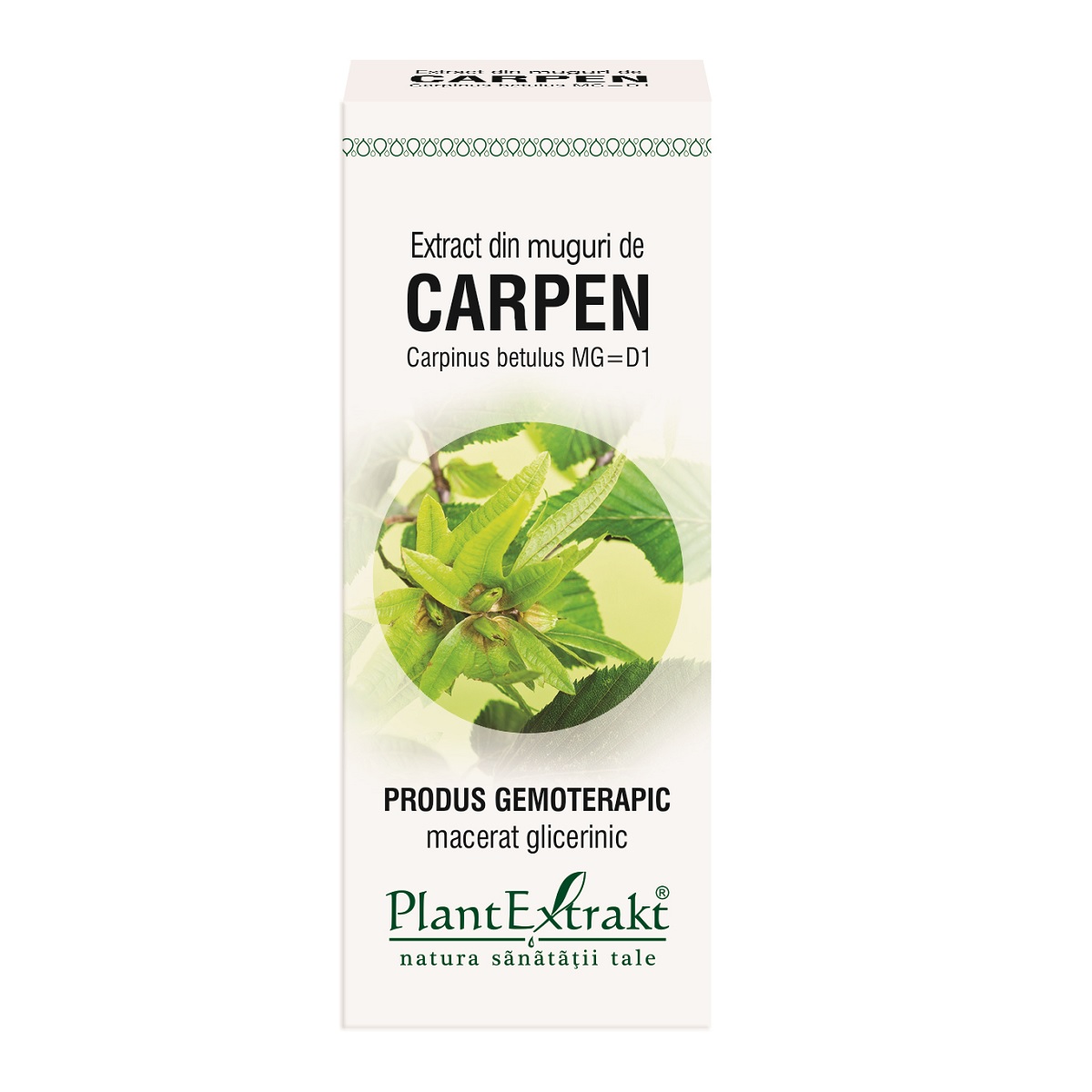 725b1dcf1b5f5_carpen-carpinus-betulus