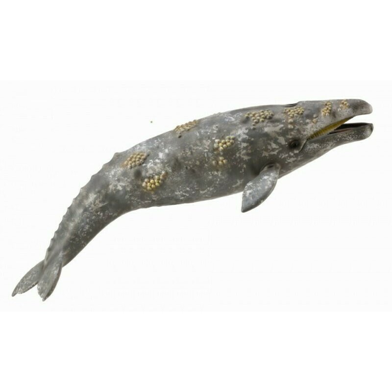 balena-gri-collecta-1176773-4