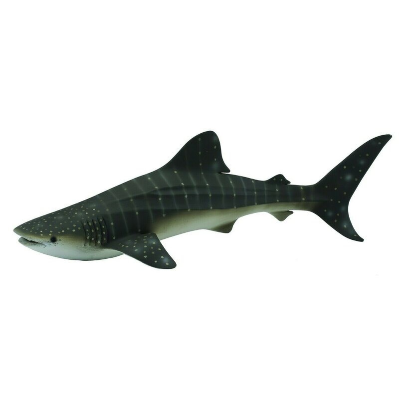 balena-rechin-collecta-1176599-4