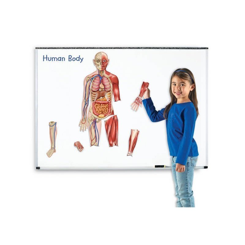 learning-resources-corpul-uman-set-magnetic-136062-4