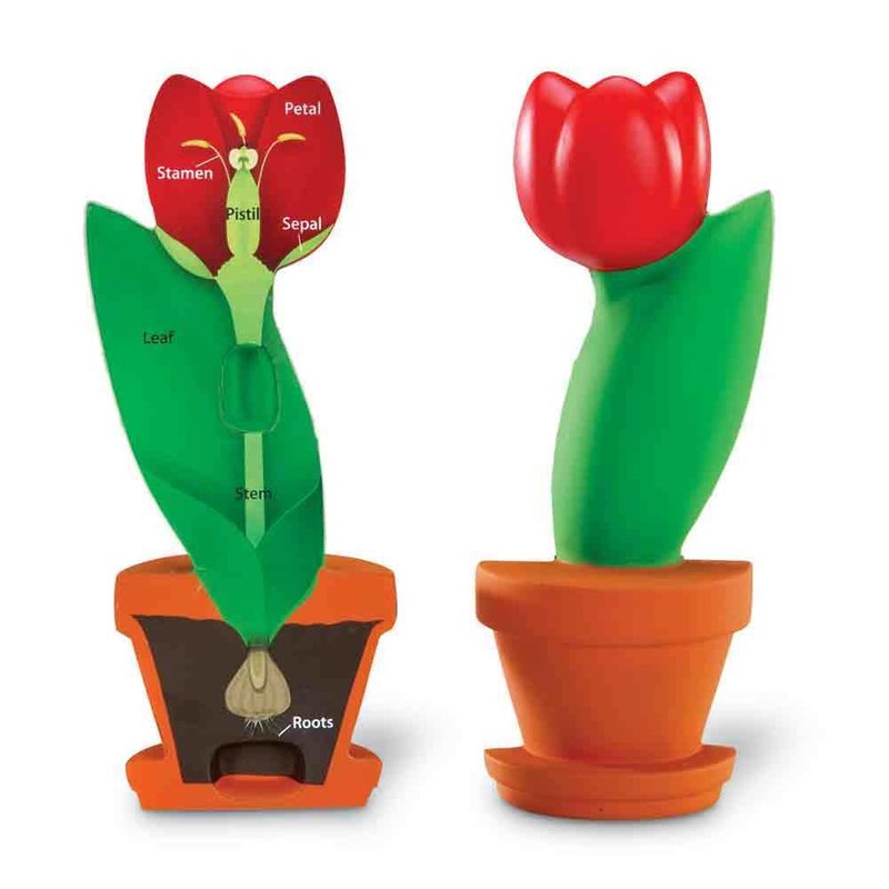 model-de-sectiune-a-florii-265714-4