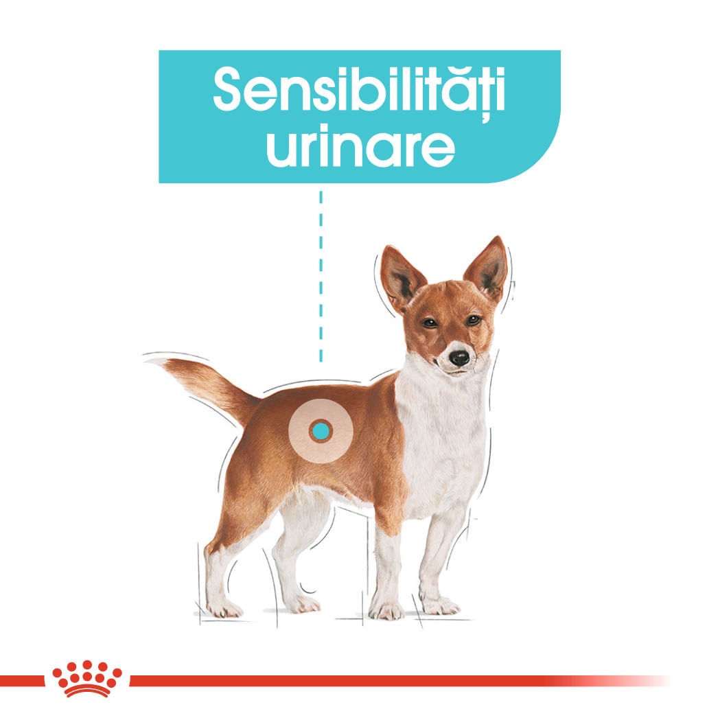 ROYAL-CANIN-Mini-Urinary-Care-hrana-uscata-caini-sanatatea-tractului-urinar-3